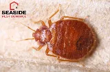 Seaside Pest Control photo 2