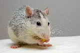 Versa-Tech Pest Management photo 7