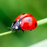 Southeast Termite & Pest Control photo 4