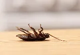 Quality Pest Control GTA photo 7