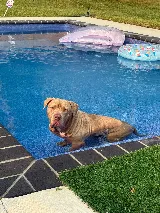 Premier Pools & Spas photo 5