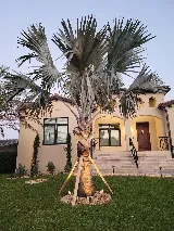 Ziggi's Landscaping LLC photo 4