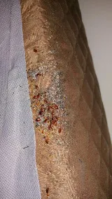 Ultimate Pest Solutions - Pest Control Vaughan photo 4