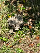 Sage Pest Control photo 7