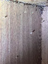 A1-Termite & Pest Control photo 4