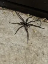 Nuclear Pest Control photo 4