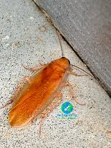 Integrity Pest Solutions photo 4