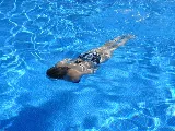 Pristine Pools photo 7