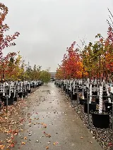S & S Landscaping photo 3