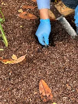 Cisneros Rodent & Wildlife Control photo 6