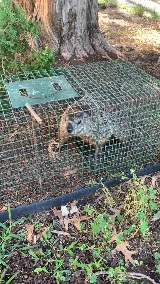 Rapid Wildlife Services