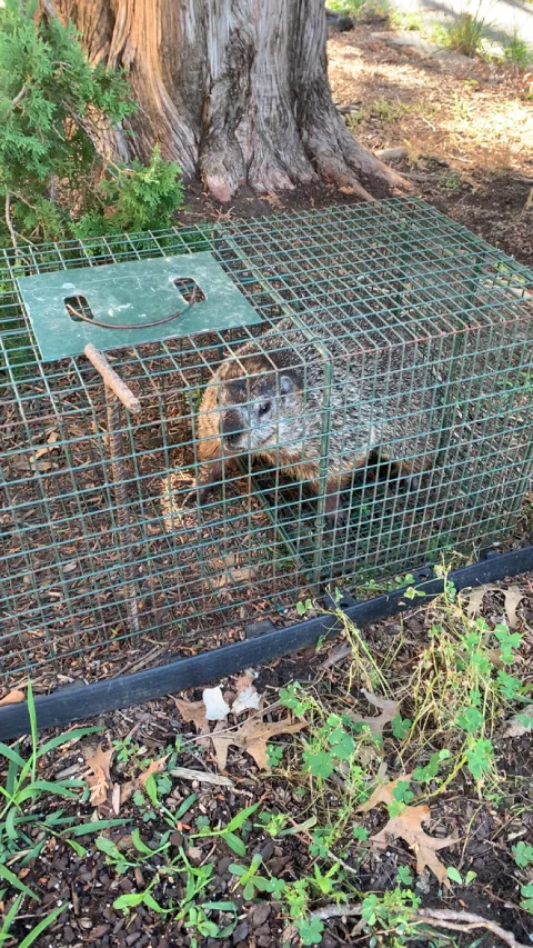 Rapid Wildlife Services photo 1