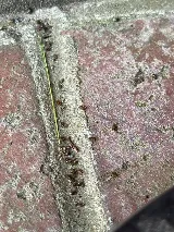 EcoFusion Pest Control photo 8