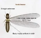 White Out Termite and Pest Control photo 9