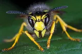 OKC Mosquito Militia Total Pest Control photo 4