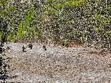 Massey Services Pest Control photo 3