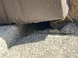 Flex Pest Control photo 3