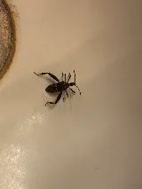 Greenway Pest Solutions photo 4