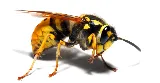 Aspen Pest Control Vancouver photo 5