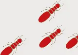 Franz Termite Control