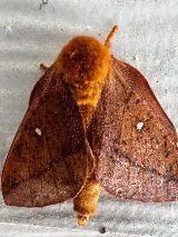 Nextgen Pest Solutions photo 8