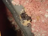 Bats to Rats LLC - Wildlife Control and Prevention photo 7