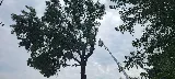 Voss Landscape & Tree Service photo 6