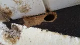 Cooper Pest & Wildlife Solutions photo 8