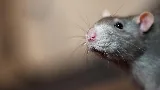 Rose Pest Solutions