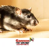 Gannon Pest Control photo 8