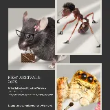 Affordable Pest Control Service photo 8