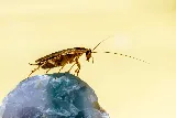 REAL Pest Control photo 7