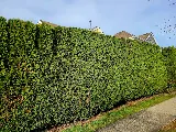 Beyond Landscaping photo 10
