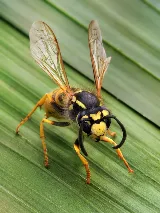 Interstate Pest Management photo 4