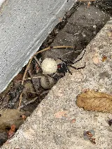 Jordan Pest Control LLC photo 6