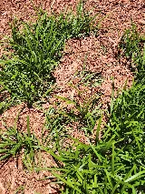 Olive Branch photo 8