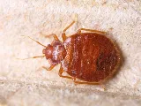 Organic Pest Control photo 6