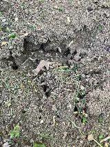 Local Guy Pest Control photo 6