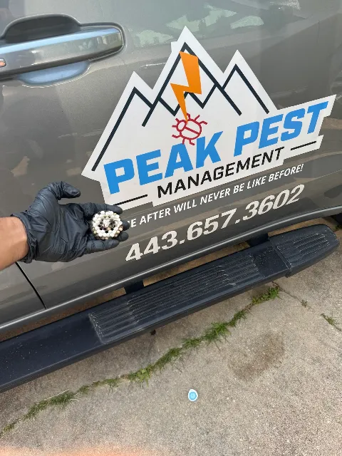 Peak Pest Management in Baltimore