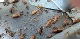 Cordero pest control photo 2