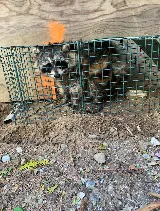 Speedy Pest Control photo 2