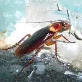 Elite Pest Control Inc 12+ years in Industry photo 2
