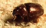 Expert Pest Management Inc. photo 7