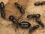 Pest In The City photo 4