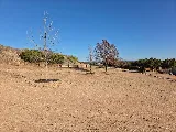 Trimmers Professional Landscaping photo 6
