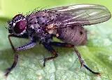 Dr.Pest photo 2