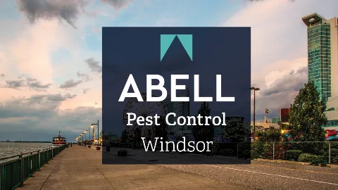 Abell Pest Control photo 1