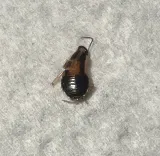 Orkin Canada Pest Control photo 9