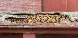 Pine Pest Control photo 7