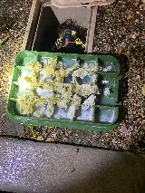 NEWMANS PEST CONTROL photo 2